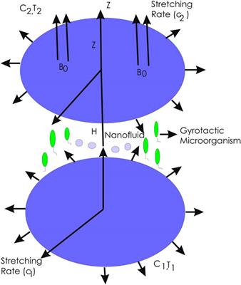 Development of Dynamic Model and Analytical Analysis for the Diffusion of Different Species in Non-Newtonian Nanofluid Swirling Flow